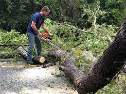 Pleasant Hill, IA Tree Services Company