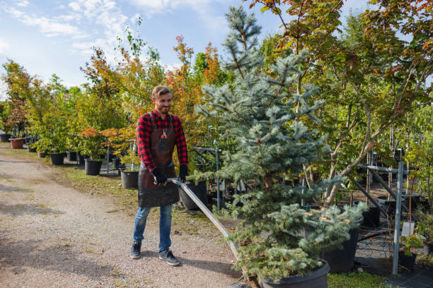 Why Choose Our Tree Removal Services in Pleasant Hill, IA?